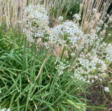 Garlic Chives Seeds - Allium tuberosum - 100 Seeds for Easy Planting