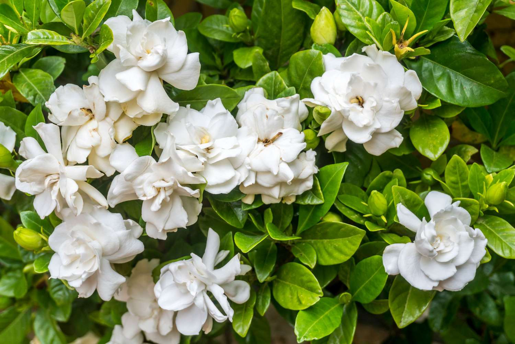 12 Unrooted Gardenia Cuttings - Old Southern Gardenia (Gardenia jasminoides) from 63-Year-Old Plant