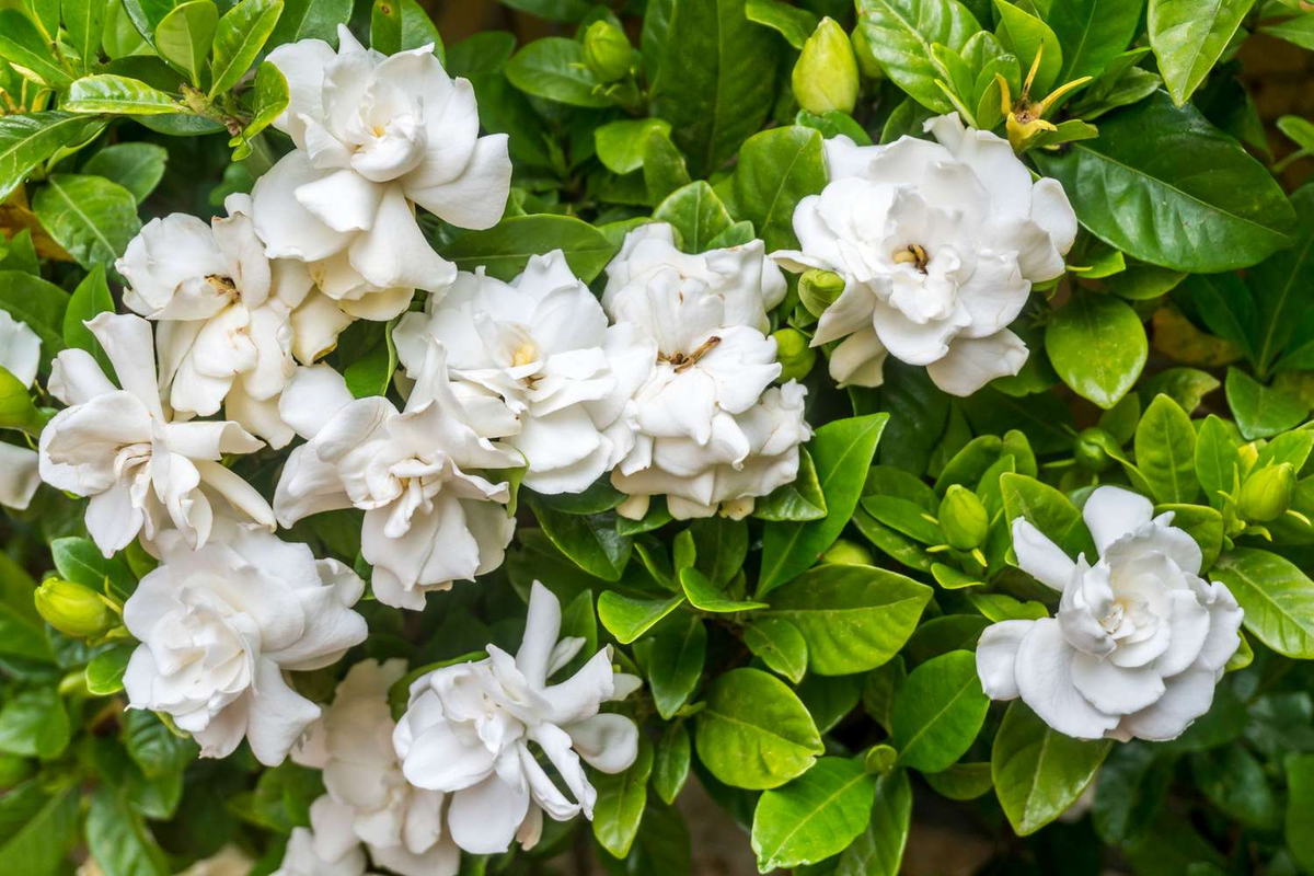 12 Unrooted Gardenia Cuttings - Old Southern Gardenia (Gardenia jasminoides) from 63-Year-Old Plant