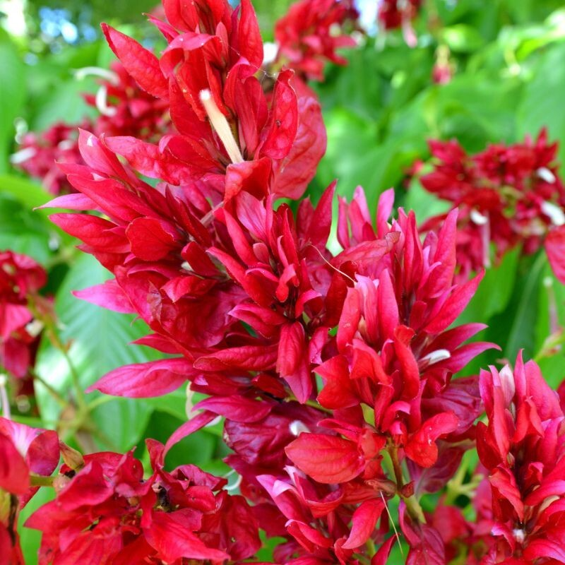Megaskepasma erythrochlamys - Brazilian Red Cloak Cuttings (7 unrooted stem cuttings)