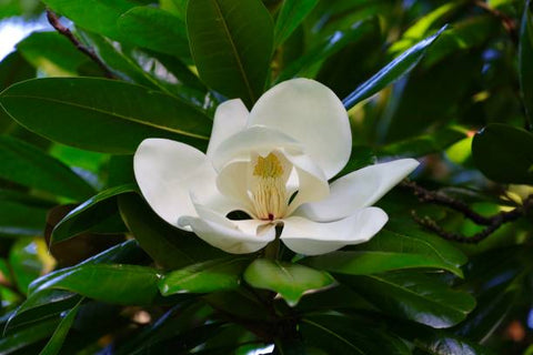 Southern Magnolia Cuttings - 8 Woody Cuttings for Rooting (Magnolia grandiflora) 6" Each