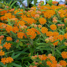 Butterfly Weed Plants (Asclepias tuberosa) - Bare Root Set of 3 | Perennial Wildflower