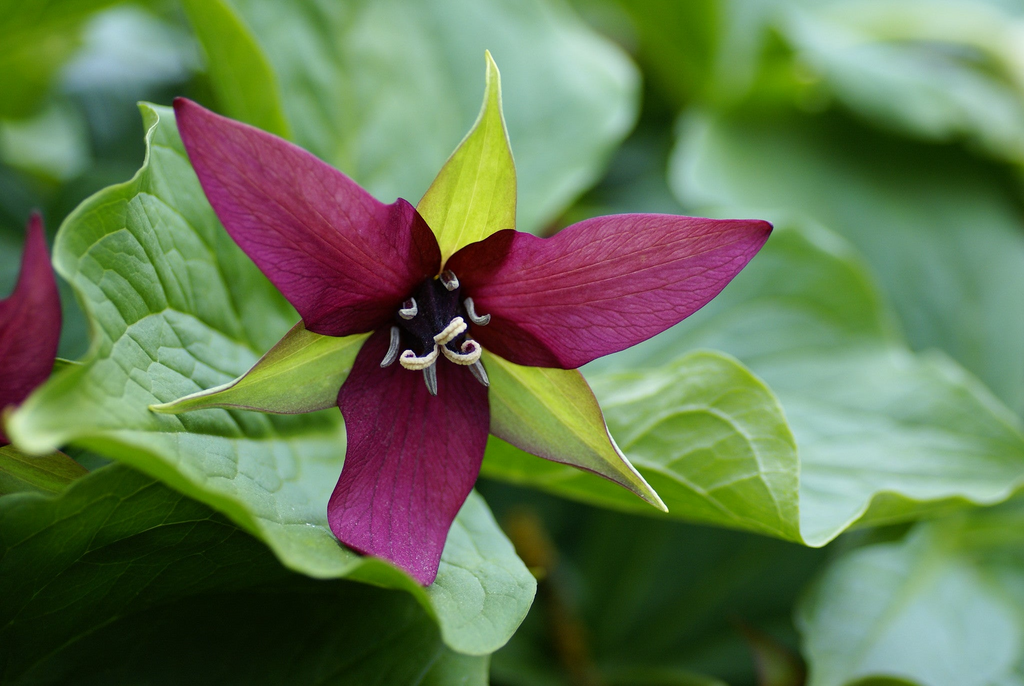 Purple Trillium (Trillium erectum) Bare Root Plants — 5 Native Woodland Perennial