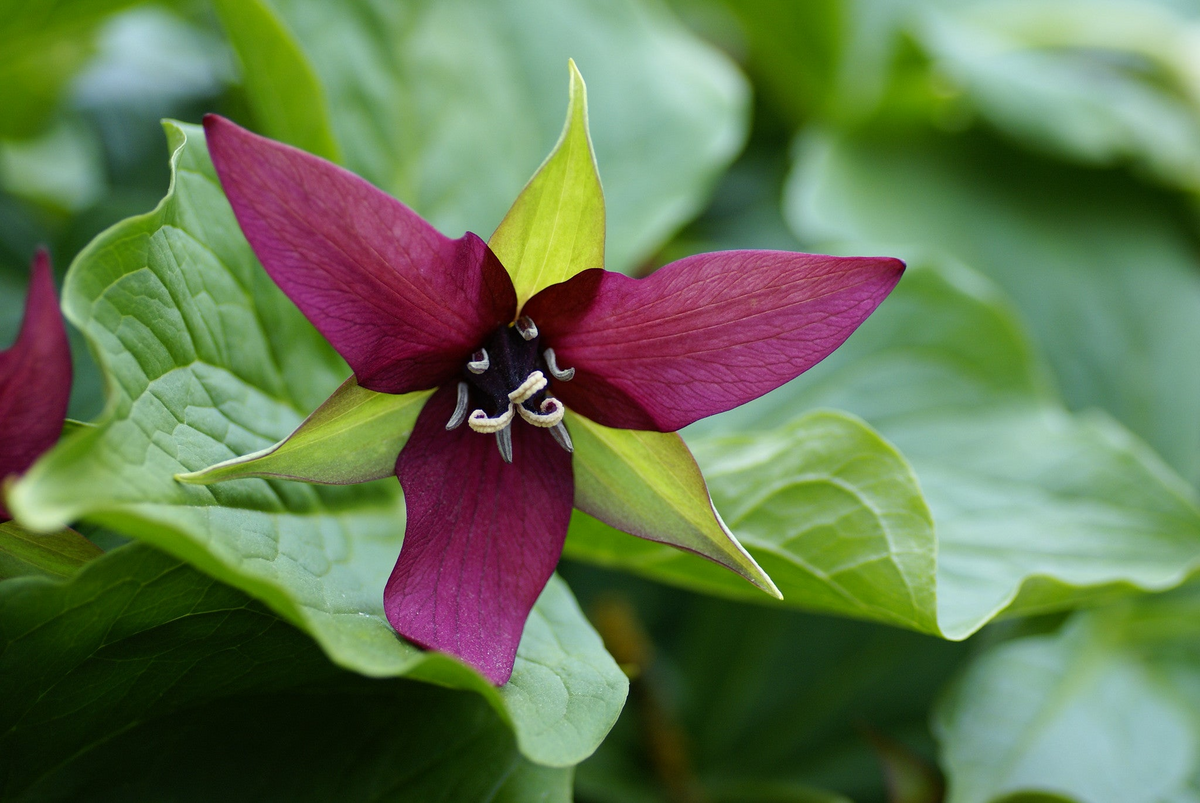 Purple Trillium (Trillium erectum) Bare Root Plants — 5 Native Woodland Perennial