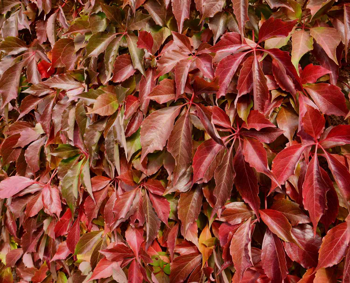 Virginia Creeper Vine Cuttings (Parthenocissus quinquefolia) - 12 Rooted Clippings