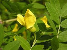 Caragana arborescens Seeds - Siberian Pea Tree (25 Seeds) - Nitrogen-Fixing Shrub