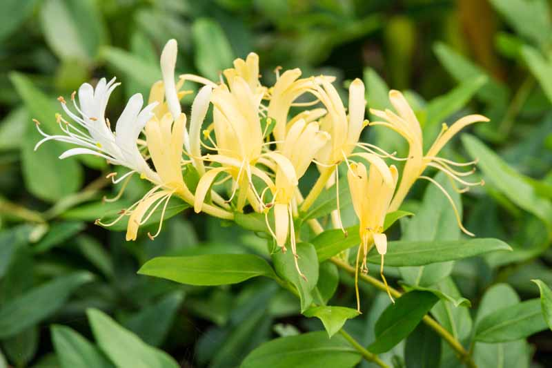 Japanese Honeysuckle Cuttings (Lonicera japonica) - 10 Live Vine Clippings