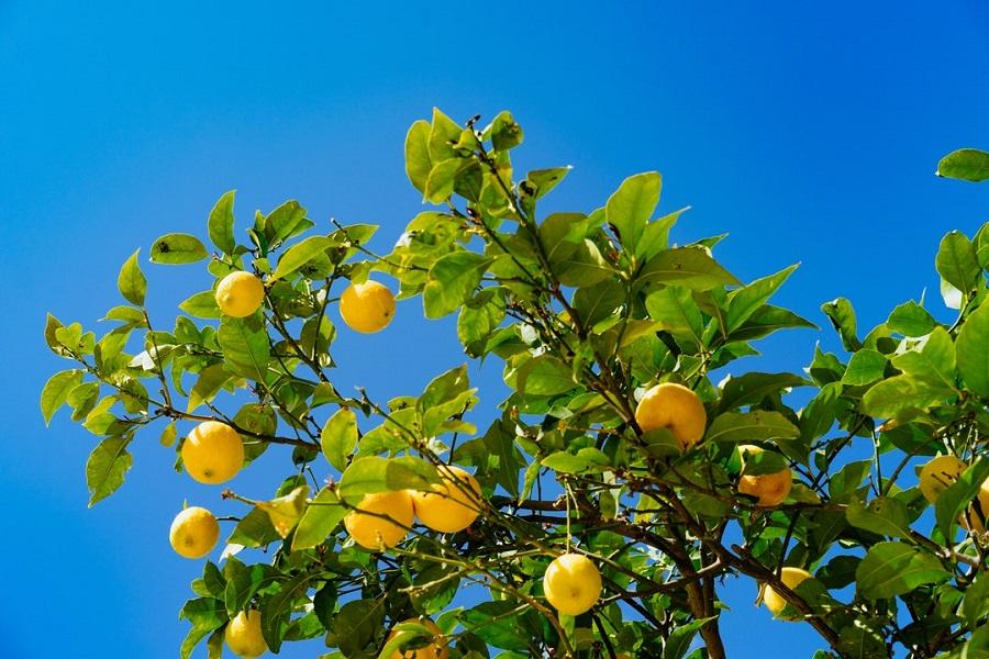 Lemon Tree Seedling 2-3" Bare Root (Citrus limon) Live Plant