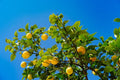 Lemon Tree Seedling 2-3" Bare Root (Citrus limon) Live Plant