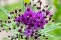 Vernonia angustifolia (Narrowleaf Ironweed) Seeds – 100 Native Perennial Wildflower for Pollinator Gardens