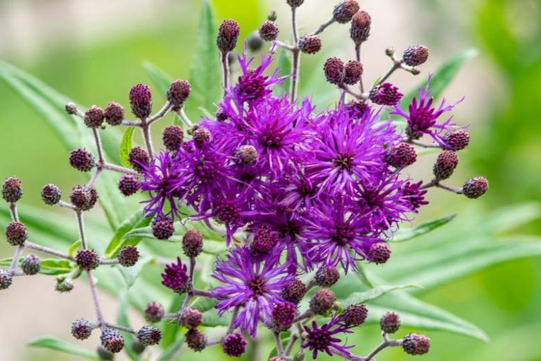 Vernonia angustifolia (Narrowleaf Ironweed) Seeds – 100 Native Perennial Wildflower for Pollinator Gardens