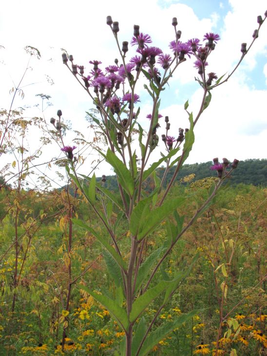 Vernonia noveboracensis New York Ironweed Seeds – 100 Seeds, Native Perennial Wildflower