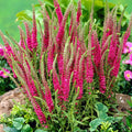 Veronica spicata 'Red Fox' Live Red Fox Speedwell - 1 Pint Pot
