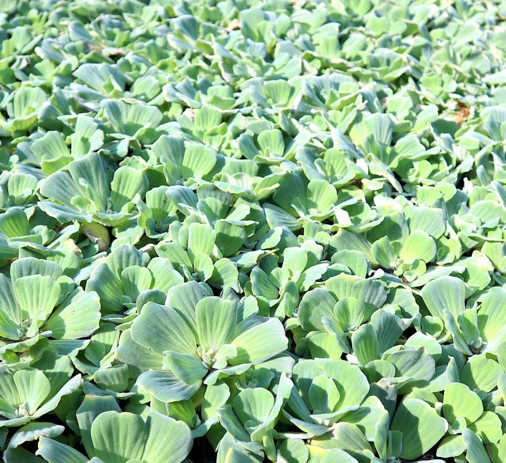 Water Hyacinth & Water Lettuce Pond Plants Bundle - 5 Medium Floating Plants