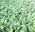 Water Hyacinth & Water Lettuce Pond Plants Bundle - 5 Medium Floating Plants