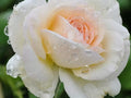 White Eden Rose Cuttings (3 Unrooted) Rosa 'White Eden' Climbing Rose - for Rooting or Grafting