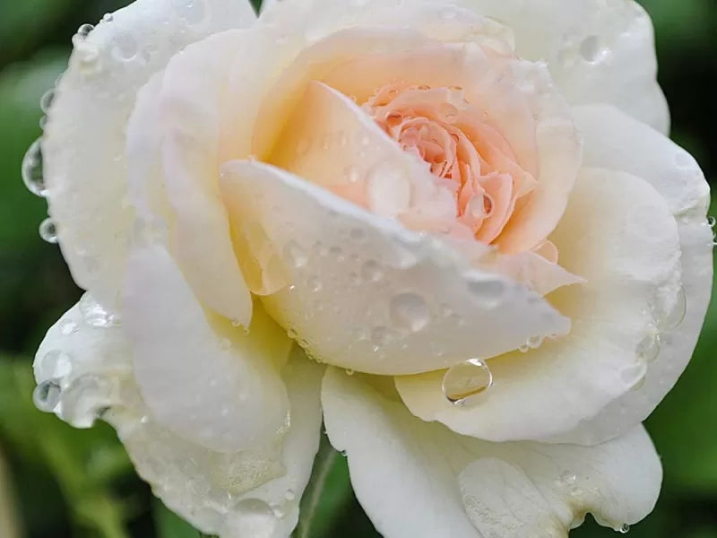 White Eden Rose Cuttings (3 Unrooted) Rosa 'White Eden' Climbing Rose - for Rooting or Grafting