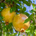 White Pomegranate Cuttings (Punica granatum) – 10 Unrooted, Organic