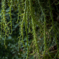 Rhipsalis sp. ‘Porto Alegre’ Cuttings – 5 Unrooted Epiphytic Cactus, ~4