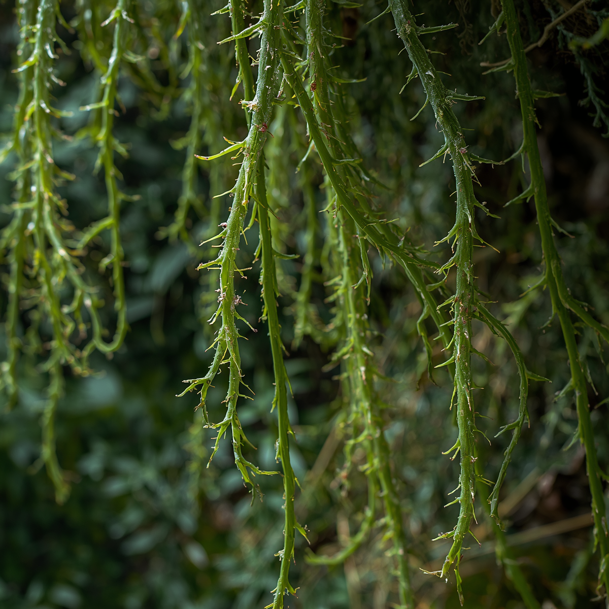 Rhipsalis sp. ‘Porto Alegre’ Cuttings – 5 Unrooted Epiphytic Cactus, ~4
