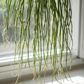 Rhipsalis cassutha Cuttings - 5 Pack (5in) Epiphytic Cactus, Easy to Root