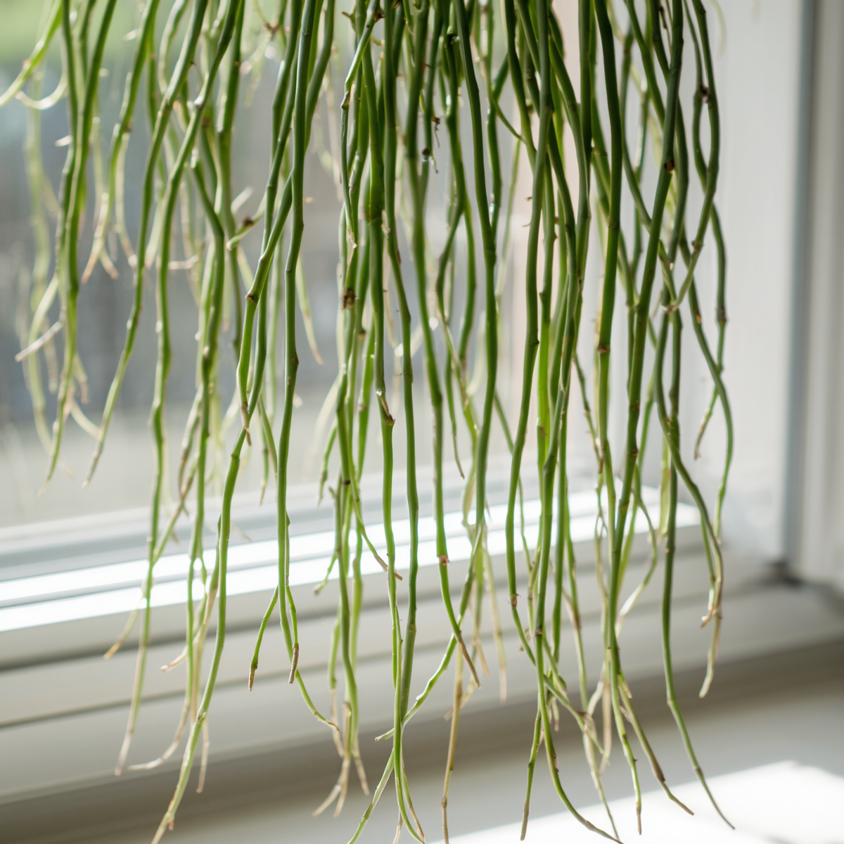 Rhipsalis cassutha Cuttings - 5 Pack (5in) Epiphytic Cactus, Easy to Root